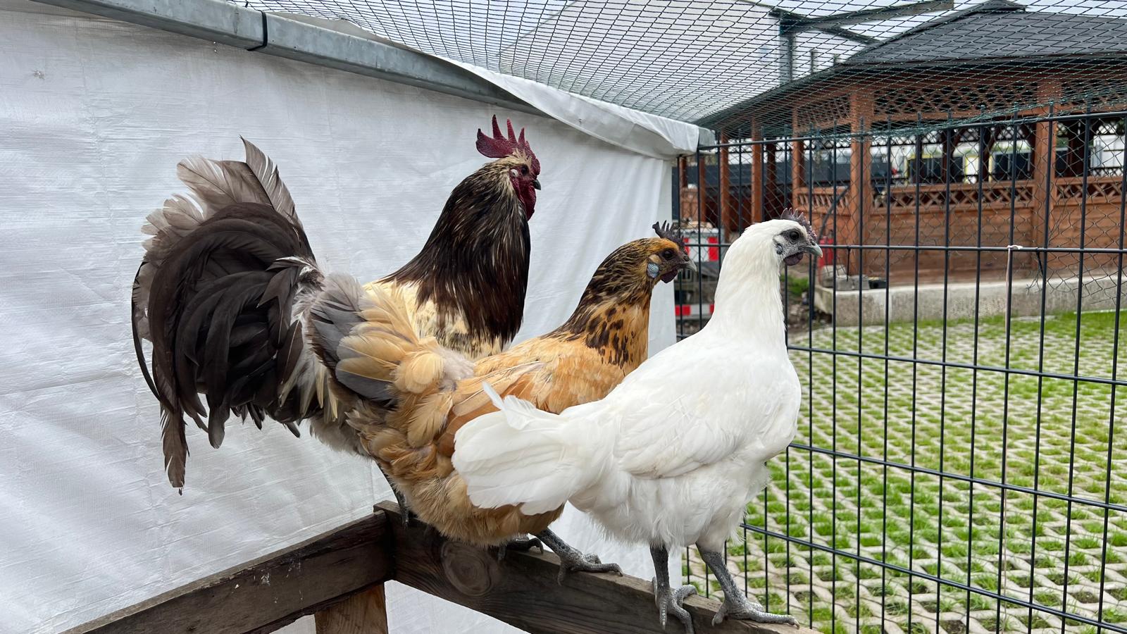 Ga H´mong Huhn